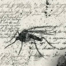 Обложка: Jolliffe & Liam Bailey - Let the Sun Shine