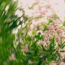 Обложка: Shallou - Safe In Your Love