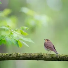 Обложка: unknown - пение птиц, релакс