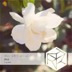 Обложка: DJ Classbuse & SINKin - Zhizi (Intro Mix)