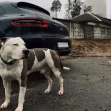 Обложка: KRBK – 38 строчек