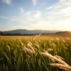 Обложка: Сергей Видов - Ветерок