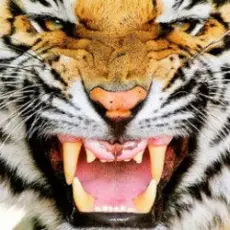 Обложка: Ottosiderspunk - Crouching Tiger