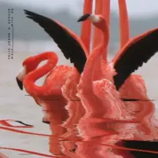 Обложка: Felix Jaehn feat. Shouse - Walk With Me (Edit)