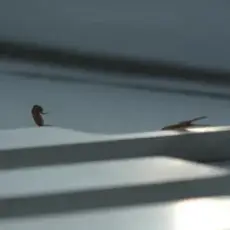 Обложка: Skrillex & Young Miko - Duro