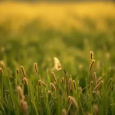 Обложка: Сергей Видов - Святая Русь