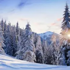 Обложка: Y.K. MUSIC - ОЙ, КАРПАТИ - БІЛІ ШАТИ