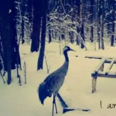 Обложка: Вороняче око - чорнобривці (prod. anticøn)