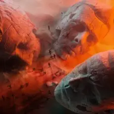 Обложка: Muse - Will Of The People