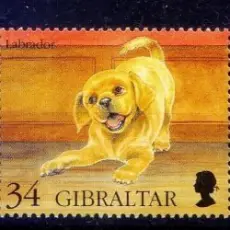 Обложка: Вячеслав Бутусов - Гибралтар-лабрадор