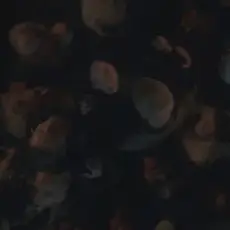 Обложка: Kenya Grace - Naked