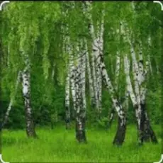 Обложка: Дмитрий Романов & Инна Улановская - Родные края