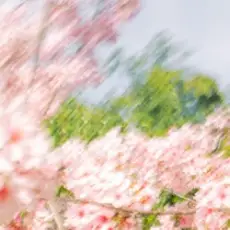 Обложка: Shallou - Habitat