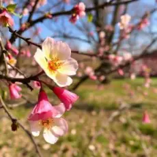 Обложка: Сергей Видов - Весна