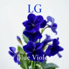 Обложка: Lali Gordzamashvili - ლურჯი იები-Blue Violets