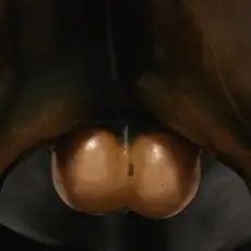 Обложка: Кровосток - Бабочки