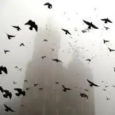 Обложка: ДДТ – На небе вороны