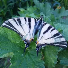 Обложка: EiZ - Над облаками