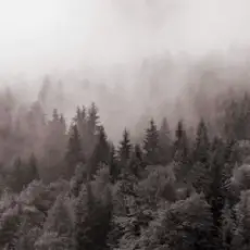 Обложка: Y.K. Music - У Тумані