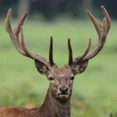 Обложка: ТІК - Олені