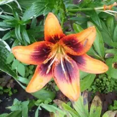 Обложка: EiZ - Выткался на озере алый свет зари