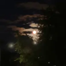 Обложка: ALEKCION - Ніч кохання