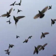 Обложка: Околиця & melancholydi - хтось когось