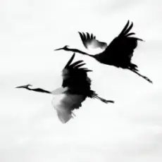 Обложка: kavabanga Depo kolibri - Журавлі