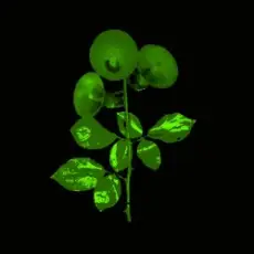 Обложка: Bacalao - But Not Tonight